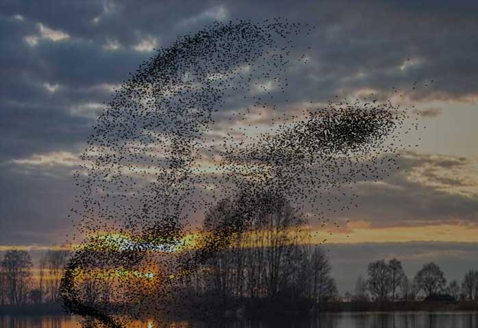 Starlings - Ψαρόνια